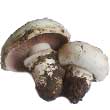 Шампиньон двукольцевой (Agaricus bitorguls)