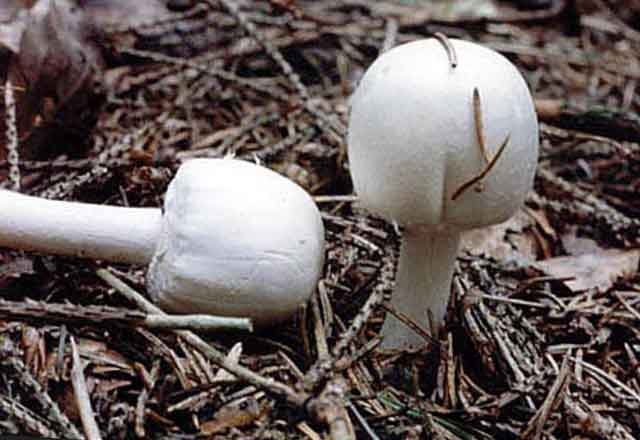На фото Шампиньон перелесковый (Agaricus silvicola)