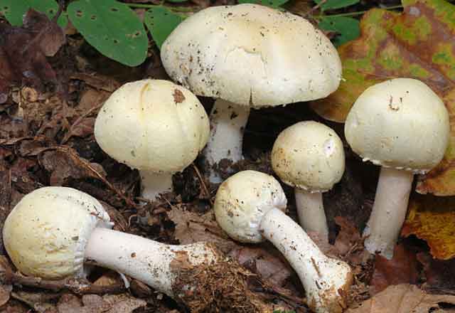 Шампиньон перелесковый (Agaricus silvicola)