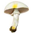 Шампиньон желтокожий (Agaricus xanthodermus)