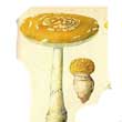 Мухомор поганковидный (Amanita citrina)