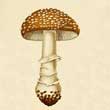 Мухомор пантерный (Amanita pantherina)