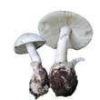 Мухомор весенний (Amanita verna)