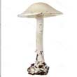 Мухомор белый вонючии (Amanita virosa)
