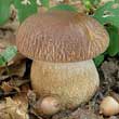 Белый гриб дубовый (Boletus aestivalis)
