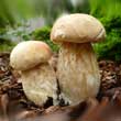 Белый гриб березовый (Boletus betulicola)