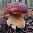Белый гриб сосновый (Boletus pinophilus)