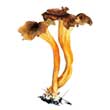 Лисичка желтеющая (Cantharellus lutescens)