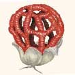 Решеточник красный (clathrus ruber)