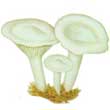 Говорушка восковатая (Clitocybe cerussata)