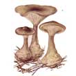 Говорушка булавоногая (Clitocybe clavipes)