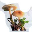 Говорушка благоухающая (Clitocybe fragrans)