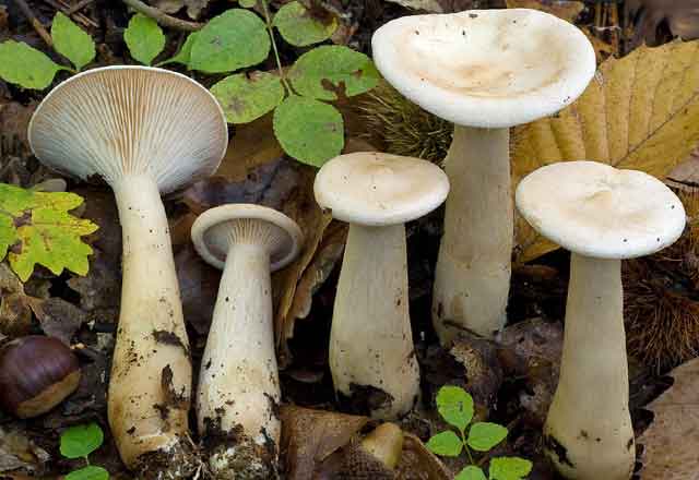 Молодые говорушки Clitocybe-geotropa