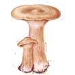 Говорушка подогнутая (Clitocybe geotropa)