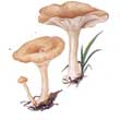 Говорушка ворончатая (Clitocybe gibba)