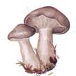 Говорушка дымчатая (Clitocybe nebularis)