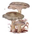 Говорушка анисовая (Clitocybe odora)
