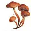 Коллибия веретеноногая (Collybia fusipes)