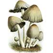  Навозник серый (Coprinus astramentharius)