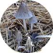 Навозник обыкновенный (Coprinus cinereus)
