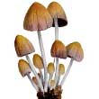 Навозник мерцающий (Coprinus micaceus)