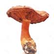 Паутинник оранжево-красный (Cortinarius orellanus)
