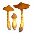 Паутинник красивейший (Cortinarius rubellus)