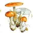 Поплавок шафрановый (Amanita crocea)