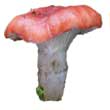 Мокруха розовая (Gomphidius roseus)