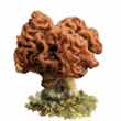 Строчок обыкновенный (Cyromitra esculenta)