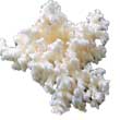 Ежовик коралловидный (Hericium coralloides)