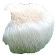 Ежовик гребенчатый (Hericium erinaceus)