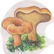 Ежовик желтый (Hydnum repandum)