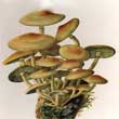 Опёнок серно-жёлтый (Hypholoma fasciculare)