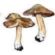 Волоконница Патуйяра (Inocybe erubescens)