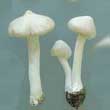 Волоконница земляная (Inocybe geophylla)
