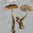 Волоконница разорванная (Inocybe lacera)