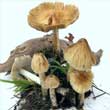 Волоконница волокнистая (Inocybe rimosa)