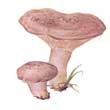 Груздь серо-лиловатый (Lactarius flexuosus)