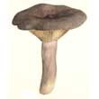 Груздь ароматный (Lactarius glyciosmus)