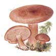 Груздь серо-розовый (Lactarius helvus)