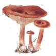 Груздь горький (Lactarius rufus)
