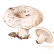 Груздь войлочный (Lactarius vellereus)
