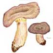 Груздь серый лиловый (Lactarius violascens)