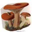 Груздь красно-коричневый (Lactarius volemus)