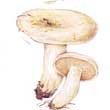 Груздь пергаментный (Lactarrlus pergaminus)
