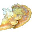 Трутовик серно-жёлтый (Laetiporus sulphureus)