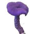 Лаковица лиловая (Laccaria amethystina)