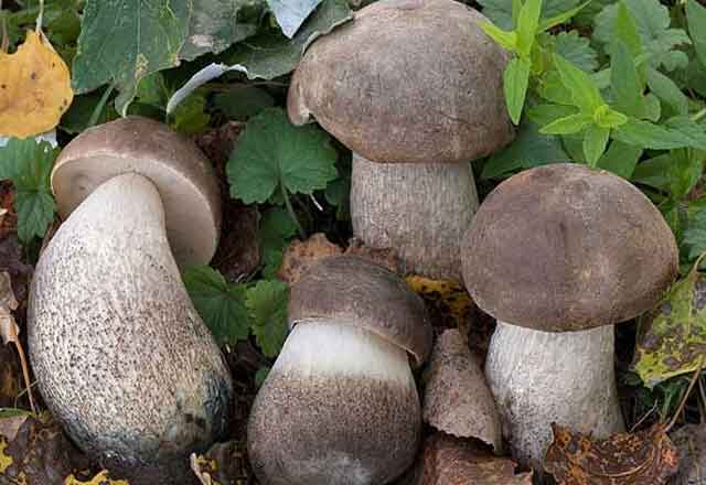 На фото Подберёзовик жестковатый (Leccinum duriusculum Sing.)