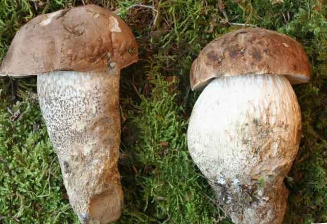 Подберёзовик жестковатый (Leccinum duriusculum Sing.)